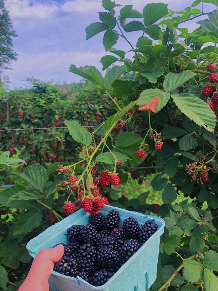 Nature's Sweetness: Diverse Berry Box