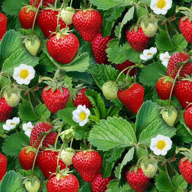 Rustic Roots: Garden Berries Sampler